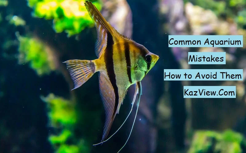 Common Aquarium Mistakes