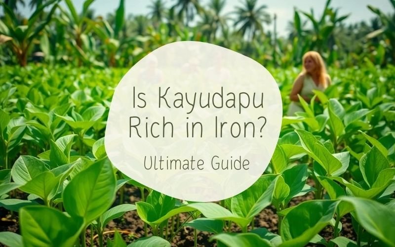 Is Kayudapu Rich in Iron