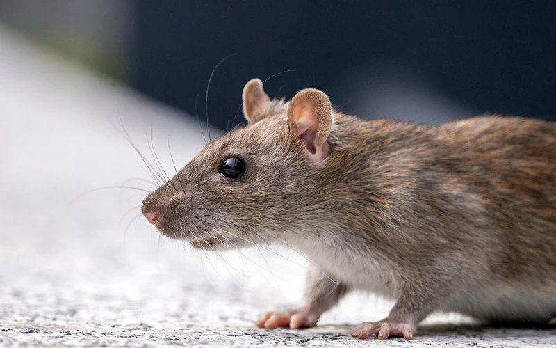 rat behavior understanding for homeowners
